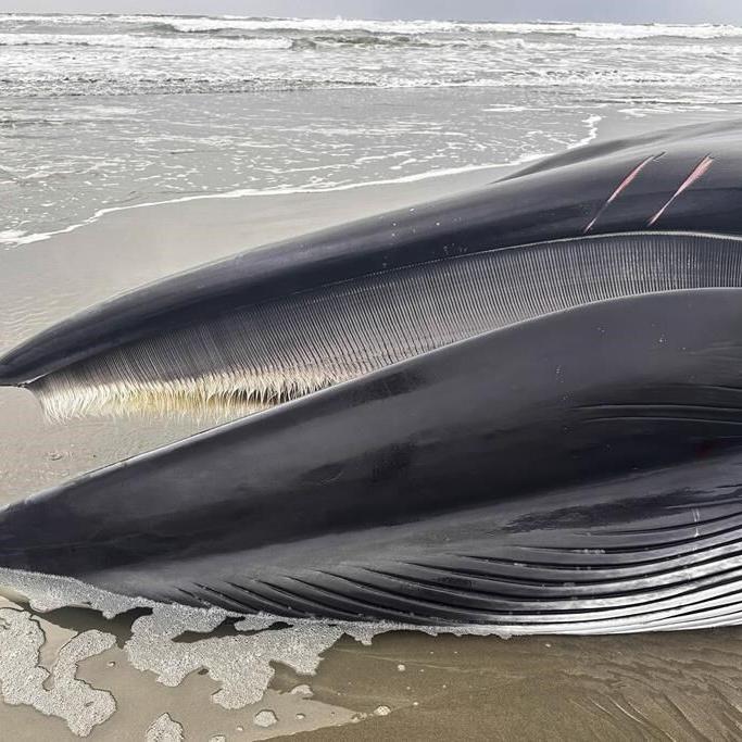 A fin whale decomposing on an Oregon beach creates a sad but 'super educational' spectacle